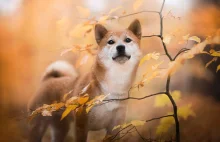 DOGE | Rynek spuszcza powietrze z altcoina po TikTok-owej pompie