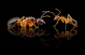 Niezwykłe zdjęcia mrówek polskiego fotografa