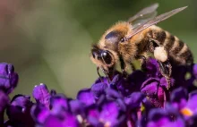 Polska i reszta UE nie chronią swoich pszczół i to się może dla nas źle skończyć