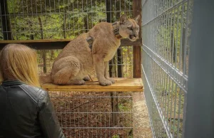 Puma Nubia trafiła do zoo w Chorzowie. Ma tam dobre warunki. Teraz jej...