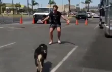Radosne przywitanie człowieka przez psa