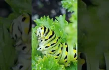 Larwa Caterpillar je pietruszki