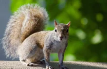 U wiewiórki w stanie Kolorado stwierdzono dżumę