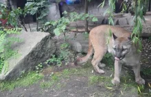 Puma Nubia zostanie w zoo w Chorzowie. Kamil Stanek będzie wolontariuszem