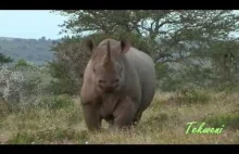 Jak zatrzymać szarżującego nosorożca