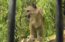 Puma Nubia znajdzie nowy dom? Jest porozumienie między zoo i byłym właścicielem