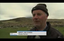 Irlandzki farmer żali się na złodziei owiec - chyba.