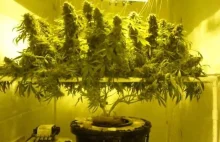 Hydroponika marihuany: Uprawa roślin bez użycia gleby
