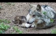 Wilk "zajmuje" się szczeniaczkami