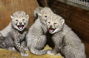 Baby boom w zoo. Urodziło się 251 zwierząt