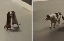 Kobieta rejestruje zabawne wideo kota oglądającego walkę dwóch szczurów