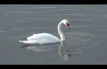 Łabędzie też chowają głowy... ale nie w piasek