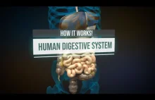 Jak działa układ pokarmowy człowieka - Świetna animacja ukazująca to