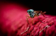 Dlaczego niektórych komary tną jak najęte, a innych omijają?
