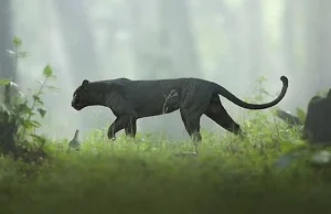 19 oszałamiających zdjęć rzadkiej czarnej pantery wędrującej po dżungli w Indii
