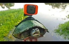 Zwiedzanie stawu z perspektywy żółwia