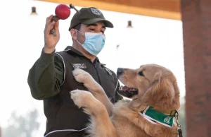 Chile: policja trenuje psy, które będą wyczuwać koronawirusa w ludzkim pocie
