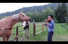 Koń który lubi jak mu się gra na skrzypcach