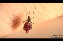 Komary piją krew, po czym... Pękają