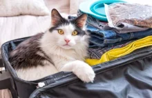 Wakacyjny wyjazd z kotem – obszerny poradnik
