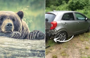 Turyści zastali zniszczony samochód. Winny jest niedźwiedź: 'Nie miał...