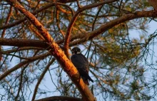 Niezwykle rzadkie ptaki z wizytą w łukowskich lasach