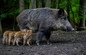 Myśliwi zabiją ponad 4000 dzików w województwie łódzkim. Jest decyzja wojewody