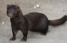 Koronawirus na fermie norek. Zabiją niemal 100 tys. zwierząt.