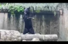 Niedźwiedź ninja ćwiczy z nunczako