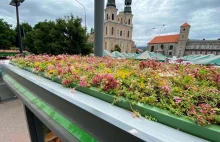 Zielone dachy na przystankach w Poznaniu. Oczyszczają powietrze i dają cień