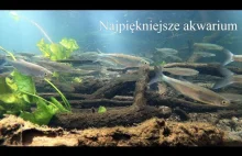 Najpiękniejsze akwarium - rzeka Rurzyca