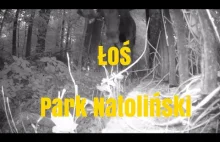 Łoś // Park Natoliński