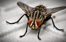 Muchy i jedzenie. Co tak naprawdę dzieje się, gdy owady lądują na Twoim...