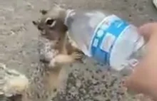 Wiewiórka prosi o wodę
