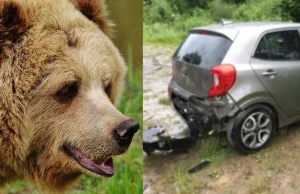 Niedźwiedź w Bieszczadach chciał włamać się turystom do auta