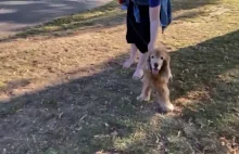 15-letni pies ze słabym wzrokiem po zapachu rozpoznaje swojego pana