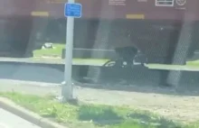 Zniecierpliwiony rowerzysta przechodzi pod wolno jadącym wagonem kolejowym