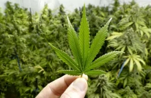 Argentyna zezwoli pacjentom na uprawę marihuany w domu. Olejki z THC będą...