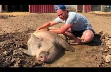 Jasper świnia korzystająca z kąpieli błotnych
