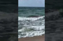 Rekin atakuje rannego delfina u wybrzeży plaży