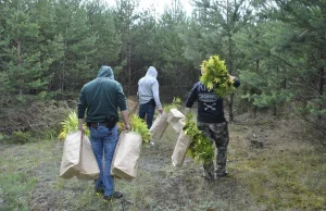 Pole marihuany na leśnej polance. Policja zlikwidowała kolejną plantację w...