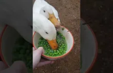 kaczki anihilują zielony groszek