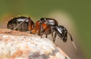 Mrówki jadły żywcem noworodka. Dziecko nie przeżyło