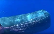 "Wieloryb oszalał". Dramatyczna akcja ratunkowa u wybrzeży Sycylii
