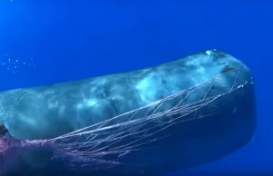 "Wieloryb oszalał". Dramatyczna akcja ratunkowa u wybrzeży Sycylii