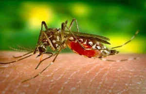 Na komary najlepszy… dubstep