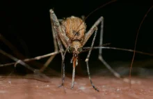 Komary nie dają Ci żyć? Zobacz jak się obronić. Te składniki na pewno masz...