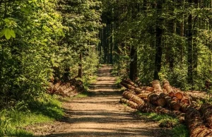 "Przez dekadę powierzchnia lasów w Polsce wzrosła do 9,26 mln ha."