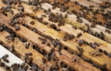 Zabijał masowo pszczoły. Naukowcy znaleźli sposób na zgnilca.