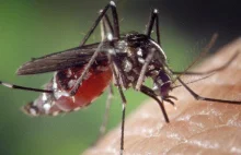 Dokuczają Ci komary? Jest na to prosty i bardzo ekologiczny sposób